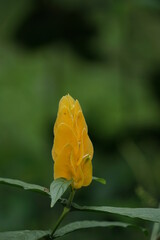 yellow flower on green background