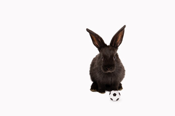 Fototapeta na wymiar One black rabbit with soccer ball isolated on a white studio background. Football game. Active hobby. Place for text. Player. Workout. Funny animal hare. Sports training. Sporting goods concept