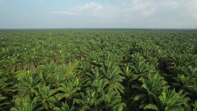 The Palm Oil Estates at Sarawak, the Borneo Island, Malaysia