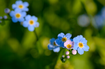 Bright wild forget-me bloom in a field