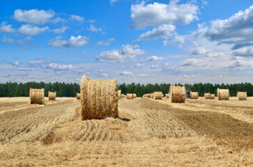 Round bales of straw lie in the field after harvesting