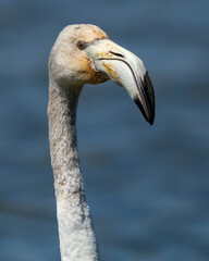 Flamencos Phoenicopterus roseus