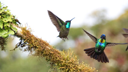 Male Talamanca hummingbirds (Eugenes spectabilis) in flight at the high altitude Paraiso Quetzal Lodge outside of San Jose, Costa Rica