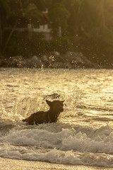 Fototapeta premium PERRO EN LA PLAYA NADANDO NAYARIT MEXICO
