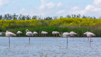 Flamencos Phoenicopterus roseus