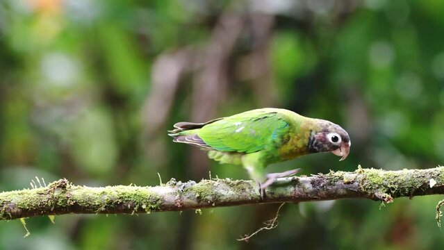 Costa Rica Parrot, Brown Hooded Parrot (pyrilia haematotis), Tropical Bird and Wildlife in Rainforest, Birdlife Birdwatching in Boca Tapada, near Nicaragua, Beautiful Exotic Nature Central America