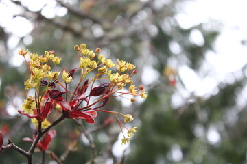 Beautiful Spring Time Floral Background with Red Maple Tree Branch Leaves. Shallow Depth of Field.