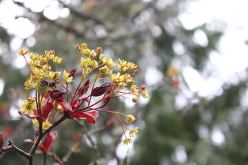 Beautiful Spring Time Floral Background with Red Maple Tree Branch Leaves. Shallow Depth of Field.