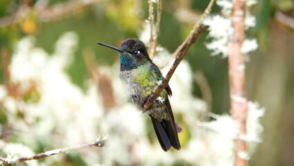 Male Talamanca hummingbird (Eugenes spectabilis) perched on a branch at the high altitude Paraiso...