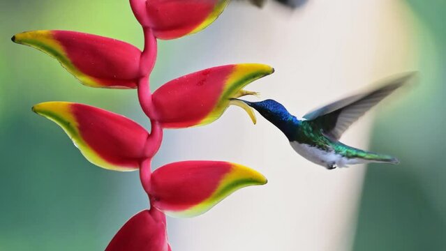 White Necked Jacobin Hummingbird (florisuga mellivora), Bird Flying in Flight and Feeding and Drinking Nectar from a Bright Red Flower in Tropical Rainforest in Costa Rica, Central America