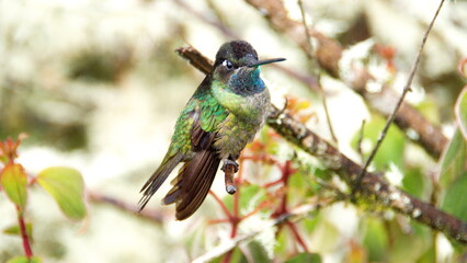 Male Talamanca hummingbird (Eugenes spectabilis) perched on a branch at the high altitude Paraiso...