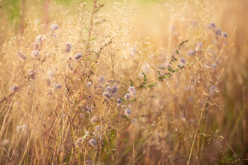 Close up of meadow grass and weed. Sunny summer day. Blurred background, gentle and soft.