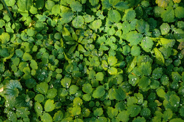 Lush carpet of clover. Dew and raindrops sparkling on the green grass.