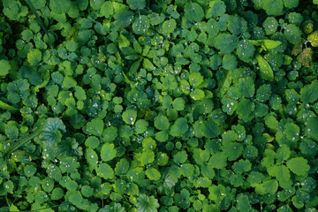 Lush carpet of clover. Dew and raindrops sparkling on the green grass.