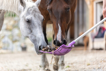 Equestrian paddock scene: Cleaning the horse paddock, focus on droppings on a dung fork - obrazy, fototapety, plakaty