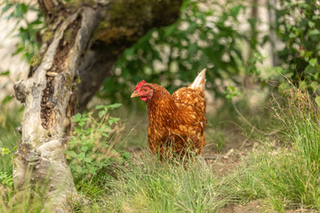 Portrait of a free-range hen in an enclosure in summer outdoors. Poultry keeping