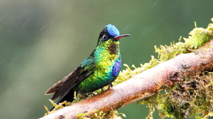 Fiery-throated hummingbird (Panterpe insignis) perched on a branch at the high altitude Paraiso Quetzal Lodge outside of San Jose, Costa Rica