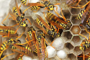 The European paper wasp (Polistes dominula) colony on comb nest