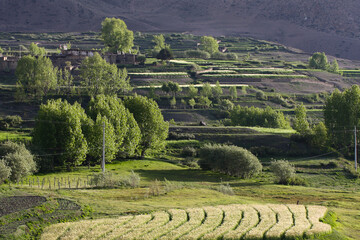 Green gardens and fields on terraces near Jarkot village, Mustang