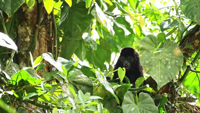 Mantled Howler Monkey (alouatta palliata), Costa Rica Wildlife, Eating Leaves and Plants in a Tree, Rainforest Animals, Boca Tapada, Costa Rica, Central America
