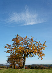 Baumreihe in Herbstfarben