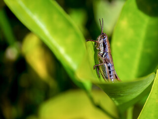 Macro photography of a brown grasshopper on a leaf, captured in a forest near the colonial town of Villa de Leyva, in central Colombia.