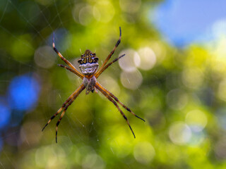 Macro photography of an adult silver argiope garden spider hanging from its web, captured in a...
