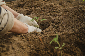 Farmer hands planting to soil tomato seedling in the vegetable garden beds. selective focus. Organic farming and spring gardening concept
