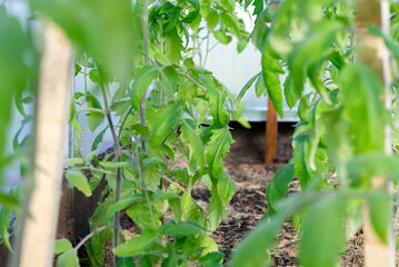 tomato seedling in the garden.Tomato growing in greenhouse. close up