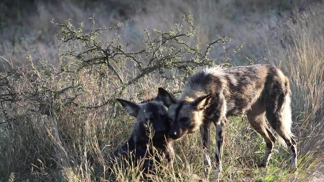 Couple of wild dogs in the African savannah of the Kruger National Park in South Africa, an ideal place to go on safari and observe these predators living in the wildlife of the savannah.