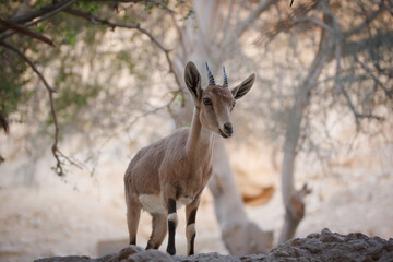 Naklejka na ściany i meble goat in the ein gedi nature reserve in Israel