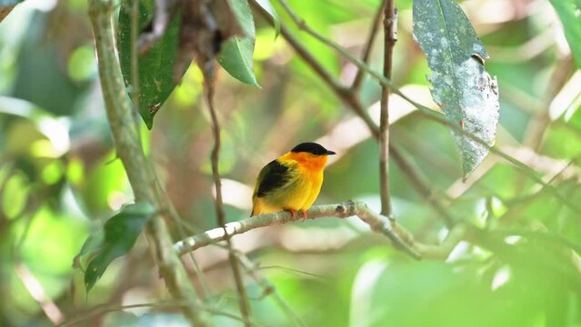 Beautiful Costa Rica Birds, Orange Collared Manakin Bird (manacus aurantiacus), Yellow Tropical Bird in the Forest of Carara National Park, Central America Bright Yellow Feathers