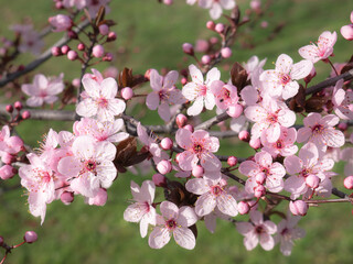 Pink flowers on the branches of an almond tree (Prunus dulcis) on a nice sunny day and other unopened buds, surrounded by the green color of the field grass