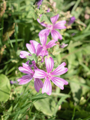 Macro view of purple wild flowers (Malva sylvestris) in nature forming a nice background