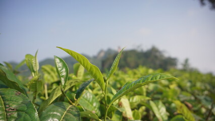 Obraz premium Closeup view of beautiful young upper fresh bright green tea leaves at tea plantation in in the morning
