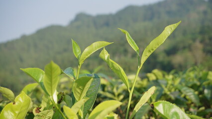 Closeup view of beautiful young upper fresh bright green tea leaves at tea plantation in in the morning