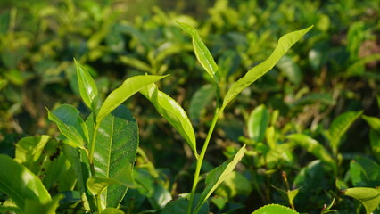 Fototapeta na wymiar Closeup view of beautiful young upper fresh bright green tea leaves at tea plantation in in the morning