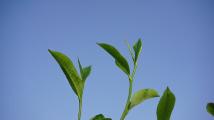 Closeup view of beautiful young upper fresh bright green tea leaves at tea plantation with blue sky on the background
