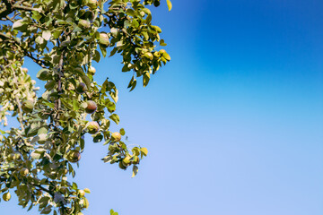 Fototapeta premium Unripe green pears, Orchard. Young pears tree. Ripe fruit harvest. Unripe pears hang on green branches. Pears on the branches against the blue sky