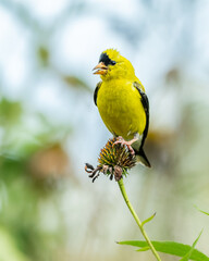 Male American Goldfinch Perched on Cone Flower