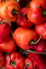 Rocoto para condimentar. gastronomia peruana