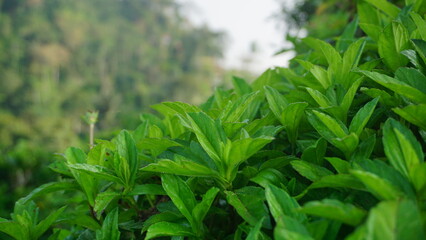 Green fern leaf texture, nature background, tropical leaf
