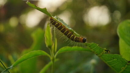 Caterpillar moth of the family Noctuidae - owlet moths, armyworm on rape leaf. It is a dangerous pest.