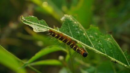 Caterpillar moth of the family Noctuidae - owlet moths, armyworm on rape leaf. It is a dangerous pest.