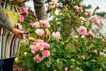 Close up of blooming pink roses flowers in summer garden. Woman grows English James Galway rose