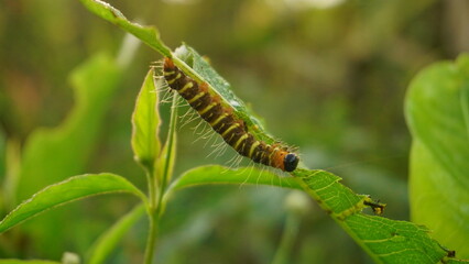 Caterpillar moth of the family Noctuidae - owlet moths, armyworm on rape leaf. It is a dangerous pest.