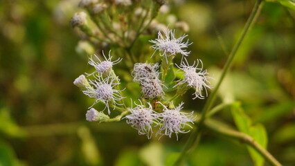 The grass is blooming beautifully with white flowers