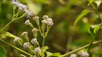 The grass is blooming beautifully with white flowers
