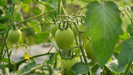 Green tomatoes are on the green foliage background, hanging on the vine of a tomato tree in the garden.
