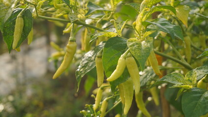 Green chili on the tree in garden Organic homegrown ready to be picked soon